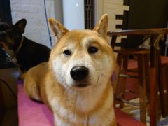 -萌喵咖啡屋(人民东路4号口M16商铺店)