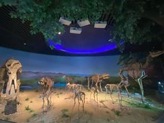 -安徽省地质博物馆