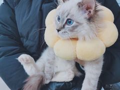 -爱侣宠医·鹦鹉专科·小型哺乳类·异宠专科(灵石路店)