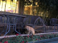 景观位-静之湖湖畔餐厅