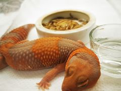 -酷以爬仙阁实体爬宠店·守宫·蜥蜴·专业繁育