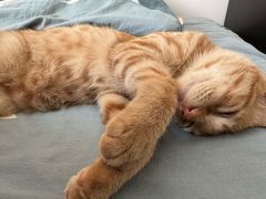 -pd派德宠物中心医院24H急重症·眼科中心·血液透析中心(嵩山北路店)