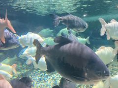 -成都浩海立方海洋公园