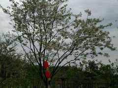 -绵阳盛世樱花悠乐谷