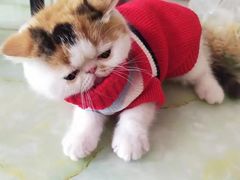-喵zoo家庭繁育猫舍(尖东智能花园店)