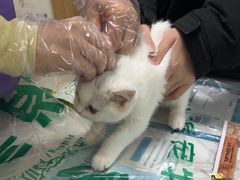 -瑞派宠物医院·24h·骨外科·皮肤科·全科宠物医疗转诊中心(沈阳浑南院)