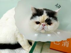 -纳吉亚猫专科动物医院博雅分院