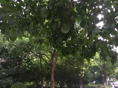 -新湖明珠城