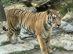 -北京野生动物园