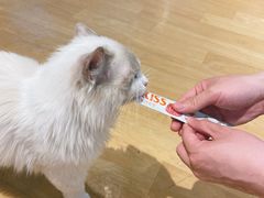 -藏猫猫咖啡主题馆(中央大道店)