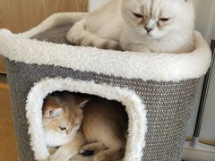 -猫腻·猫咖·撸猫馆(星光大道店)