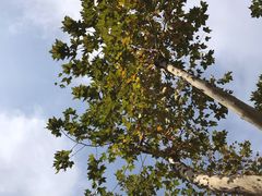 -西北大学(桃园校区)