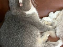 -MOCHA明星猫咖(田子坊店)