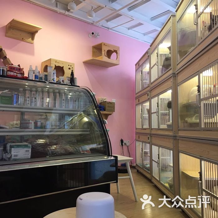 上海贝妮少女心名猫舍图片-北京宠物店-大众点评网