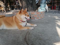 -柴犬高等学院·狗咖·柴犬售卖·宠物训练