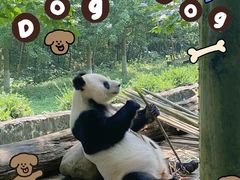 -都江堰中华大熊猫苑
