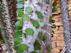 -北京植物园-展览温室