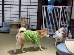 -逗柴咖啡屋·狗咖猫咖宠物桌游