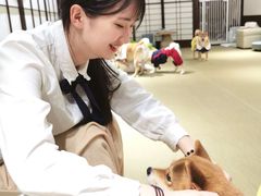 -逗柴咖啡屋·狗咖猫咖宠物桌游