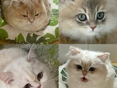 -青奢宠物·青奢猫舍