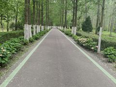 -合肥滨湖国家森林公园