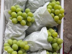 -马陆小张葡萄园农家乐