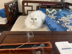 -联合动物医院(光谷诊疗中心)