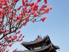 -梅花山(明孝陵内)