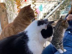 -喵屿·大理花园猫咖