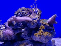 -青岛海底世界-水族馆