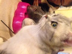 iphone_upload_pic-猫色咖啡·猫咖