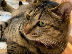 -猫的天空之城概念书店(杭州南宋御街店)