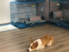 -浣熊柯尔鸭土拨鼠·电玩咖