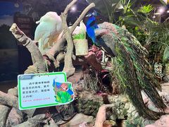 -正佳雨林生态植物园