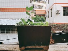 -梧桐山风景名胜区