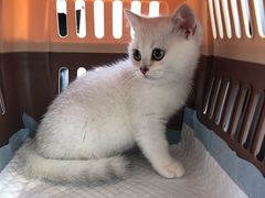 -东方名猫馆·英短金渐层布偶猫舍(环线广场1号楼店)