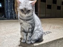 -more than meow吴止猫主题餐厅(承德 中船汇店)