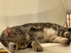 -飞行喵MR PILOT|猫舍·猫咖(静安大融城店)