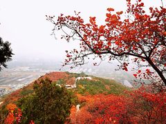 -北京西山国家森林公园