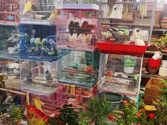 -曲阳花鸟市场(曲阳路店)