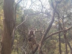 -苏州上方山国家森林公园