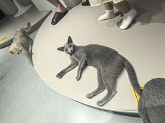 -琪喵猫屋·撸猫猫咖·猫舍
