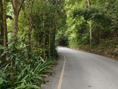 -西双版纳原始森林公园