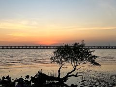 -宝安西湾红树林湿地公园
