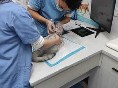 -博特宠物医院24h犬猫全科.骨科·异宠