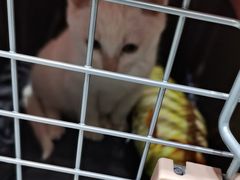 -心仪动物医院·牙专科·肿瘤·心脏科(西客站院)