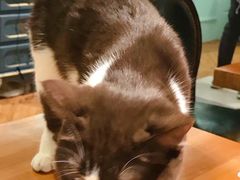-猫小院猫主题餐厅(三里屯店)