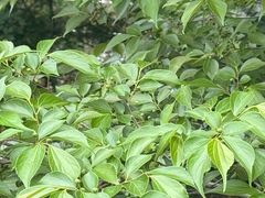 -福道