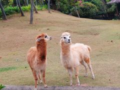 -深圳野生动物园