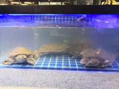 -圣罗巴海鲜自助(黑金店)